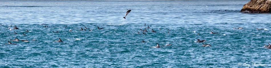 Dusky Dolphin (Lagenorhynchus obscurus) large pod at Kaikoura Pelagic in New Zealand