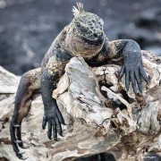 Galápagos Marine Iguana (Amblyrhynchus cristatus) nominate species on lava rocks at Punta Espinoza on Fernandina Island