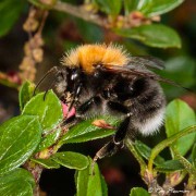 Tree Bumblebee (Bombus hypnorum) feeding on cotoneaster flower nectar in a Yateley garden in Hampshire