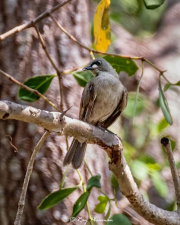 White-gaped Honeyeater (Stomiopera unicolor) at East Point Reserve near Darwin in Northern Territories