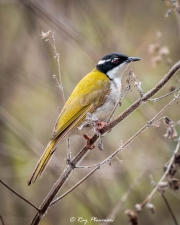 White-gaped Honeyeater (Stomiopera unicolor) at East Point Reserve near Darwin in Northern Territories White-gaped Honeyeater (Stomiopera unicolor) at East Point Reserve near Darwin in Northern Territories