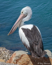 Australian Pelican (Pelecanus conspicillatus) taking a break from fishing at Camden Haven Inlet in New South Wales Australian Pelican (Pelecanus conspicillatus) taking a break from fishing at Camden Haven Inlet in New South Wales
