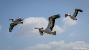 Australian Pelican (Pelecanus conspicillatus) trio lying at Lake Albert / Yarli in Meninge, South Australia Australian Pelican (Pelecanus conspicillatus) trio lying at Lake Albert / Yarli in Meninge, South Australia