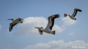Australian Pelican (Pelecanus conspicillatus) trio lying at Lake Albert / Yarli in Meninge, South Australia