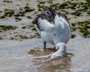 Australian Pelican (Pelecanus conspicillatus) immersing head and bill in shallow water at Cairns mudflats Australian Pelican (Pelecanus conspicillatus) immersing head and bill in shallow water at Cairns mudflats