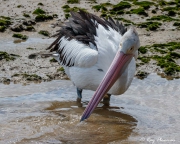 Australian Pelican (Pelecanus conspicillatus) withdrawing closed bill from the water at Cairns mudflats Australian Pelican (Pelecanus conspicillatus) withdrawing closed bill from the water at Cairns mudflats