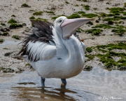 Australian Pelican (Pelecanus conspicillatus) probably gulping down bill full of water at Cairns mudflats Australian Pelican (Pelecanus conspicillatus) probably gulping down bill full of water at Cairns mudflats