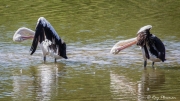 Australian Pelican (Pelecanus conspicillatus) synchronised preening at Cattana Wetlands in tropical Queensland