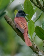 Oriental Paradise-flycatcher (Terpsiphone affinis) rufous morph perched at Singapore Botanic Gardens