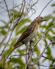 Australasian Figbird (Sphecotheres vieilloti flaviventris) Female at Townsville Town Common in Queensland Australasian Figbird (Sphecotheres vieilloti flaviventris) Female at Townsville Town Common in Queensland