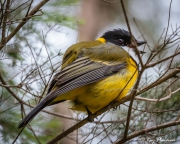 Golden Whistler (Pachycephala pectoralis youngi) Male at The Briars Wildlife Sanctuary in Mornington Peninsula, Victoria Golden Whistler (Pachycephala pectoralis youngi) Male at The Briars Wildlife Sanctuary in Mornington Peninsula, Victoria
