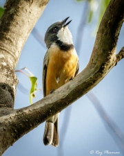 Rufous Whistler (Pachycephala rufiventris pallida) Male at Peterson Creek in Yungaburra, Atherton Tablelands