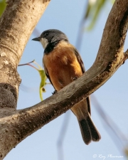 Rufous Whistler (Pachycephala rufiventris pallida) Male at Peterson Creek in Yungaburra, Atherton Tablelands