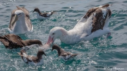 Gibson's and Salvin's Albatrosses, Cape and Westland Petrels feeding frenzy at Kaikoura Pelagic in New Zealand