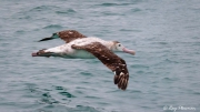 Antipodean Albatross (Diomedea antipodensis) juvenile flying over sea at Kaikoura Pelagic in New Zealand