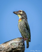 Coppersmith Barbet (Psilopogon haemacephalus indicus) perched in a tree at Singapore's Chinese Garden
