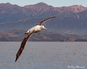 Gibson’s Antipodean Albatross (Diomedea antipodensis gibsoni) flying at Kaikoura Pelagic in New Zealand