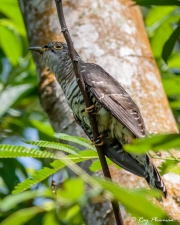 Large Hawk-cuckoo (Hierococcyx sparverioide concretus) perched at Bidadari Cemetery Woodland in Singapore