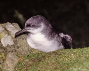 Manx Shearwater (Puffinus puffinus) perched on rock ready for take-off on Skomer Island in Pembrokeshire