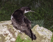 Manx Shearwater (Puffinus puffinus) perched on rock ready for take-off on Skomer Island in Pembrokeshire
