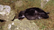 Manx Shearwater (Puffinus puffinus) perched on rock ready for take-off on Skomer Island in Pembrokeshire