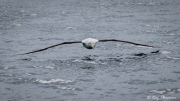Northern Royal Albatross (Diomedea sanfordi) skimming the waves at Otago Peninsula Pelagic in New Zealand