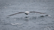 Northern Royal Albatross (Diomedea sanfordi) skimming the waves at Otago Peninsula Pelagic in New Zealand