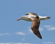 Northern Royal Albatross (Diomedea sanfordi) gliding at Taiaroa head, Otago Peninsula in New Zealand