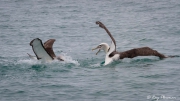 Pair White-capped Albatross (Thalassarche cauta steadi) competing for food at Kaikoura Pelagic in New Zealand