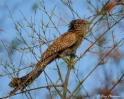 Pheasant Coucal (Centropus phasianinus), in the forest at Mary River Wilderness Retreat in Northern Territories