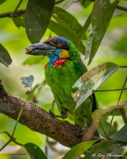 Red-crowned Barbet (Psilopogon rafflesii) perched with prey at Central Catchment Nature Reserve in Singapore