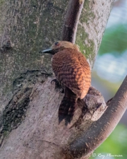 Rufous Woodpecker (Micropternus brachyurus) foraging on a tree trunk at Bidadari Cemetery Woodland in Singapore