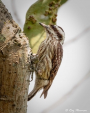 Sunda Pygmy Woodpecker (Picoides moluccensis) female foraging on a tree trunk in Singapore's Chinese Garden