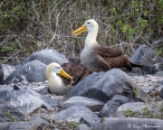 Waved Albatross (Phoebastria irrorata), pair at Punta Suarez nesting colony on Espanola Island, Galapagos