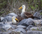 Waved Albatross (Phoebastria irrorata), pair at Punta Suarez nesting colony on Espanola Island, Galapagos