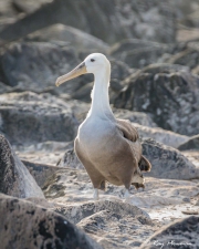 Waved Albatross (Phoebastria irrorata), immature at Punta Suarez nesting colony on Espanola Island, Galapagos