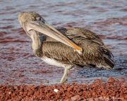 Brown Pelican (Pelecanus occidentalis urinator) preening at waters-edge Rabida Island in the Galapagos Brown Pelican (Pelecanus occidentalis urinator) preening at waters-edge Rabida Island in the Galapagos