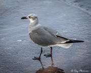 Laughing Gull (Leucophaeus atricilla megalopterus) adult non-breeding plumage at Puerto Ayora harbour on Santa Cruz Island Laughing Gull (Leucophaeus atricilla megalopterus) adult non-breeding plumage at Puerto Ayora harbour on Santa Cruz Island