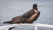Magnificent Frigatebird (Fregata magnificens magnificens) female perched on boat east coast Isabella Island