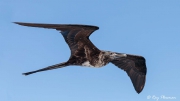Magnificent Frigatebird (Fregata magnificens magnificens) immature female flying near boat north of Santiago Island