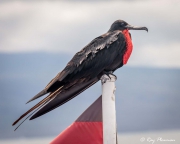 Magnificent Frigatebird (Fregata magnificens magnificens) male perched on boat east coast Isabella Island