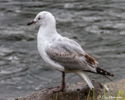 Red-billed Gull (Chroicocephalus novaehollandiae scopulinus) immature at Bay of Islands in New Zealand