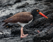 American Oystercatcher (Haematopus palliatus galapagensis) at Punta Espinoza beach on Fernandina, Galapagos Islands