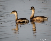 Australasian Grebe (Tachybaptus novaehollandiae) pair at Yellow Water Region in Kakadu National Park Australasian Grebe (Tachybaptus novaehollandiae) pair at Yellow Water Region in Kakadu National Park