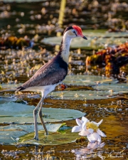Comb-crested Jacana (Irediparra gallinacea novaehollandiae) at Yellow Water Region in Kakadu National Park