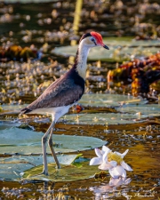 Comb-crested Jacana (Irediparra gallinacea novaehollandiae) at Yellow Water Region in Kakadu National Park