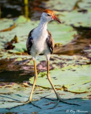 Comb-crested Jacana (Irediparra gallinacea novaehollandiae) immature at Yellow Water Region in Kakadu National Park