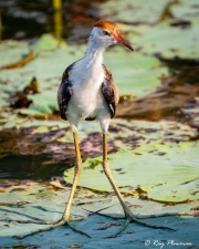 Comb-crested Jacana (Irediparra gallinacea novaehollandiae) immature at Yellow Water Region in Kakadu National Park