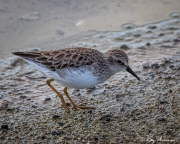 Least Sandpiper (Calidris minutilla) a Galapagos winter visitor in non-breeding plumage at Bachas Beach