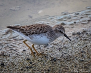 Least Sandpiper (Calidris minutilla) a Galapagos winter visitor in non-breeding plumage at Bachas Beach